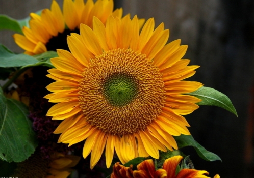 美丽的向日葵 美丽的向日葵