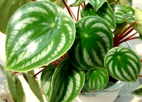 西瓜皮椒草 西瓜皮椒草