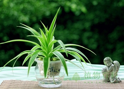 银边吊兰 银边吊兰