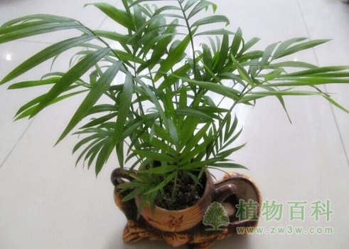 袖珍椰子 袖珍椰子