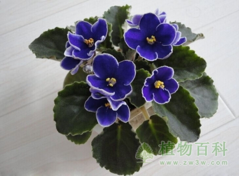 非洲紫罗兰 非洲紫罗兰