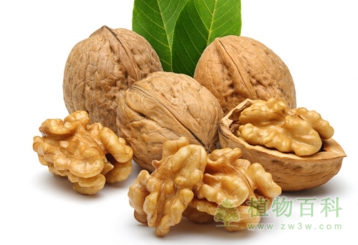 核桃 核桃