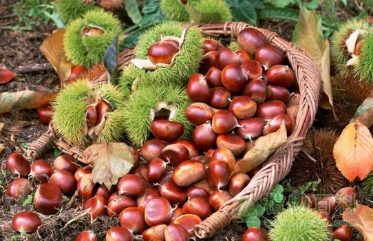 板栗 板栗