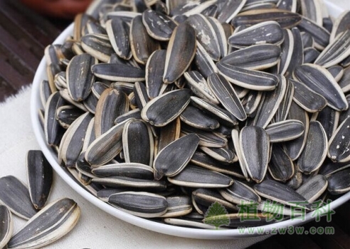 葵花子 葵花子