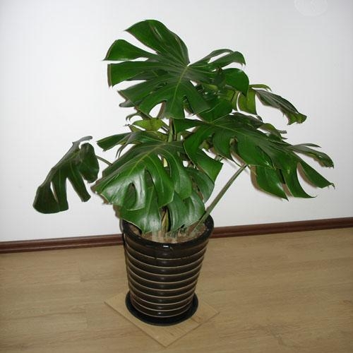 龟背竹盆栽 龟背竹盆栽