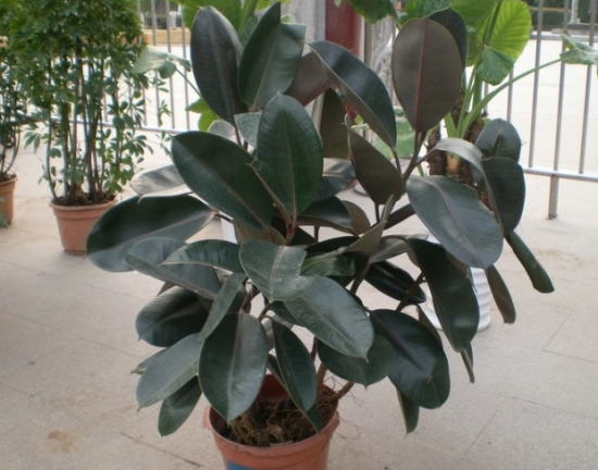 有厚大叶片的橡皮树 有厚大叶片的橡皮树