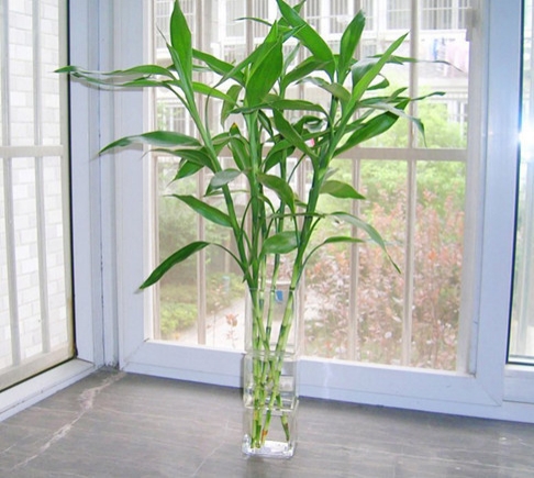 富贵竹 富贵竹