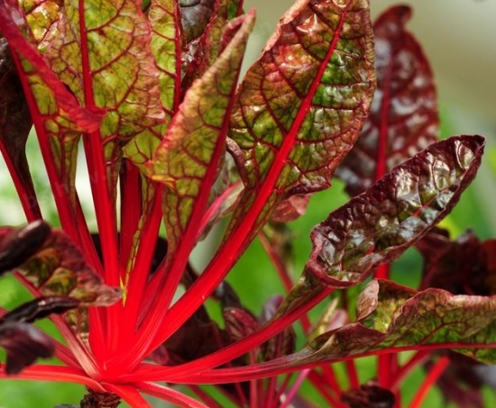 红叶甜菜 红叶甜菜