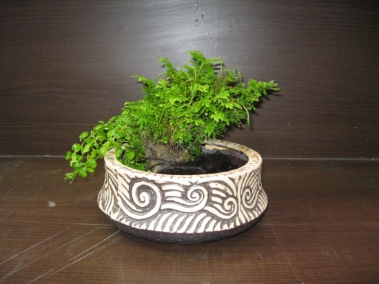 室内植物 室内植物