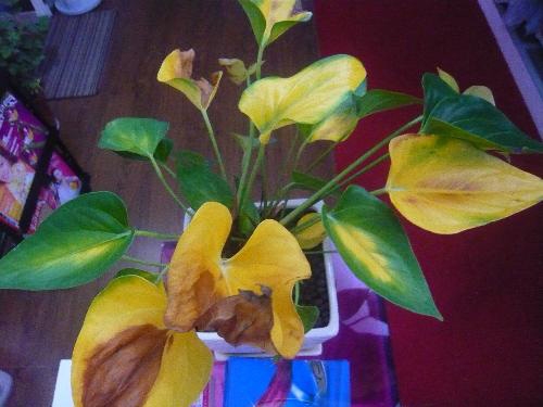 患病的植株 患病的植株