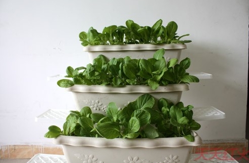 容器蔬菜园艺 容器蔬菜园艺