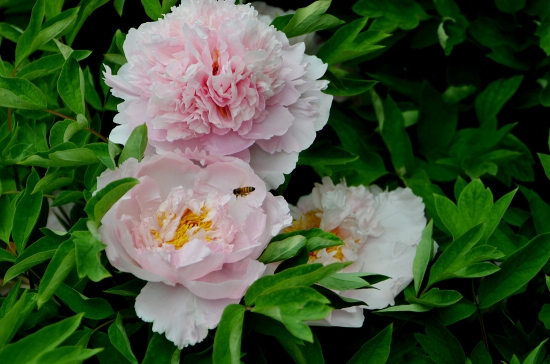 牡丹开花 牡丹开花