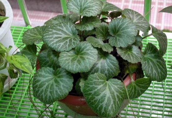 虎耳草别名石荷叶 虎耳草别名石荷叶