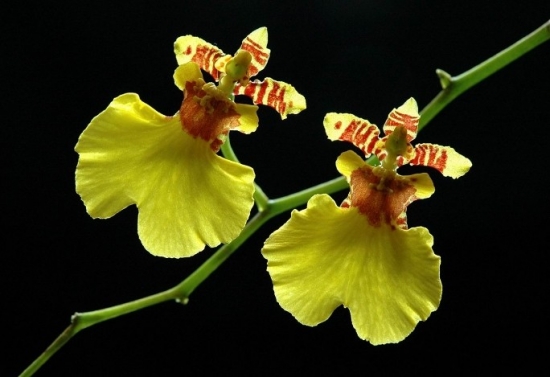 非常好看的文心兰 非常好看的文心兰