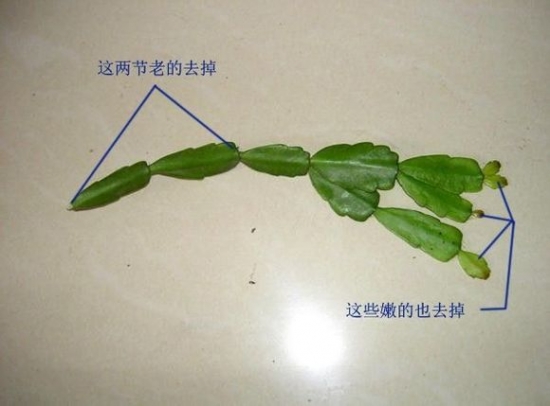 插穗处理 插穗处理