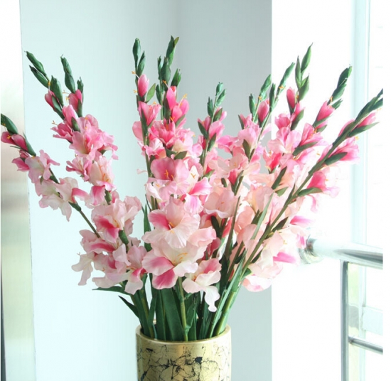 长日照花卉:唐菖蒲 长日照花卉:唐菖蒲