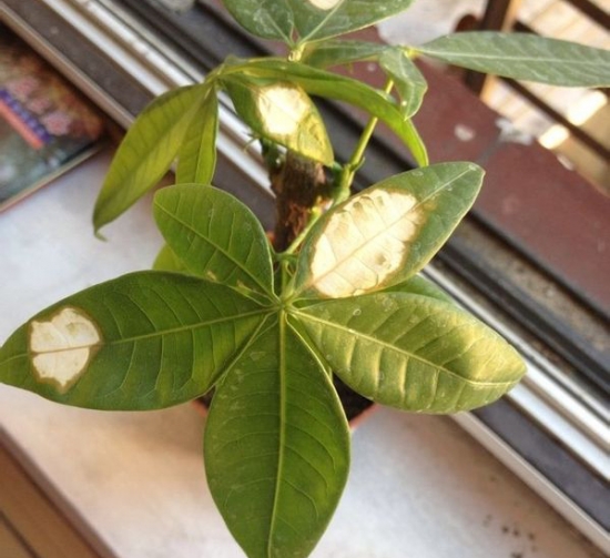 被强烈光照灼伤的发财树 被强烈光照灼伤的发财树