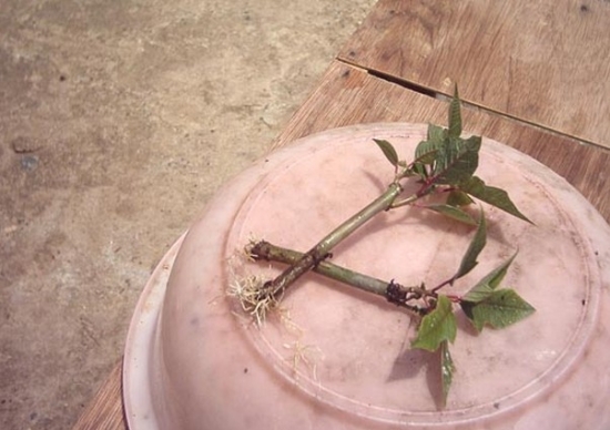 扦插的一品红长根了 扦插的一品红长根了