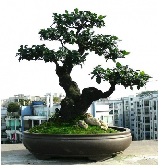 阳台盆花 阳台盆花