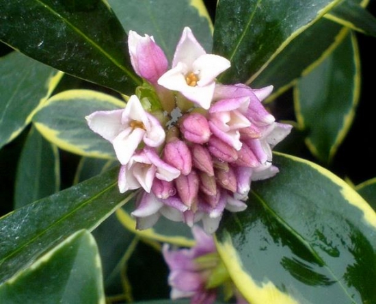 金边瑞香 金边瑞香