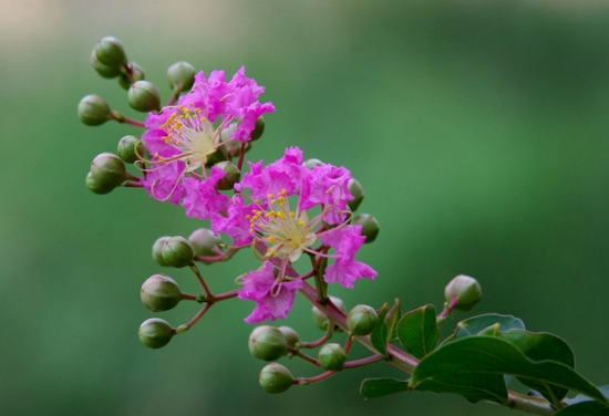 枝头散开的紫薇花 枝头散开的紫薇花
