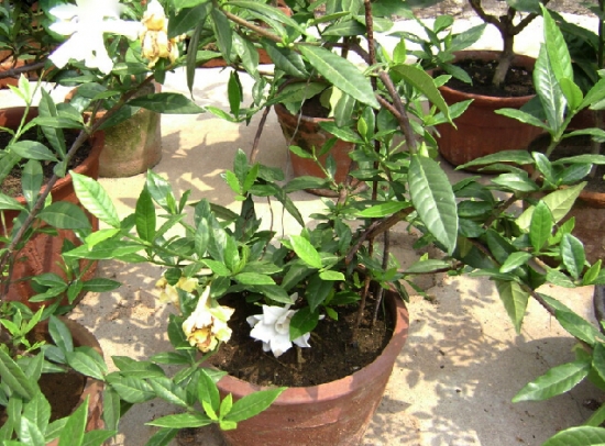 修剪过的栀子花 修剪过的栀子花