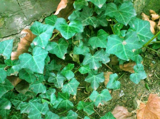 常春藤 常春藤