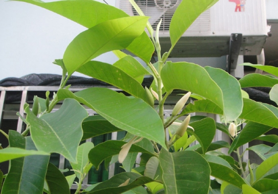 家里的白兰花 家里的白兰花