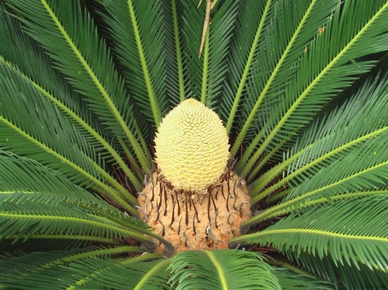 苏铁结果了 苏铁结果了