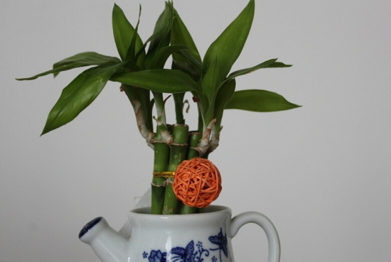 小巧的富贵竹盆栽 小巧的富贵竹盆栽