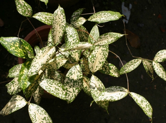 星点千年木又名星虎斑木 星点千年木又名星虎斑木