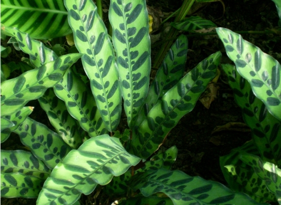 披针叶竹芋又名箭羽竹芋 披针叶竹芋又名箭羽竹芋