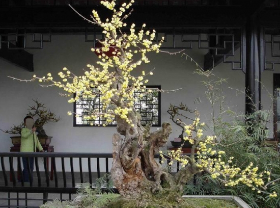 盆栽腊梅开花了 盆栽腊梅开花了