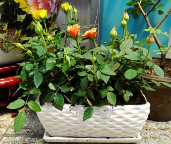 月季 盆栽 月季 盆栽