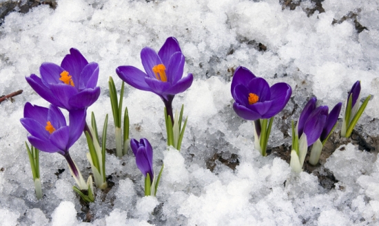 冰花下的番红花 冰花下的番红花