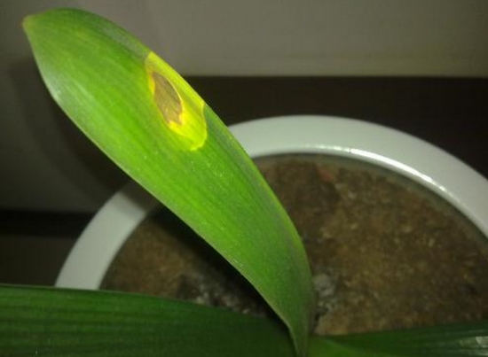 君子兰叶片出现黄色斑点 君子兰叶片出现黄色斑点