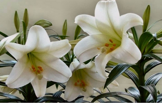 纯白的百合花 纯白的百合花