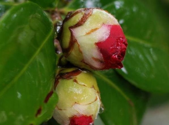 山茶花花蕾 山茶花花蕾