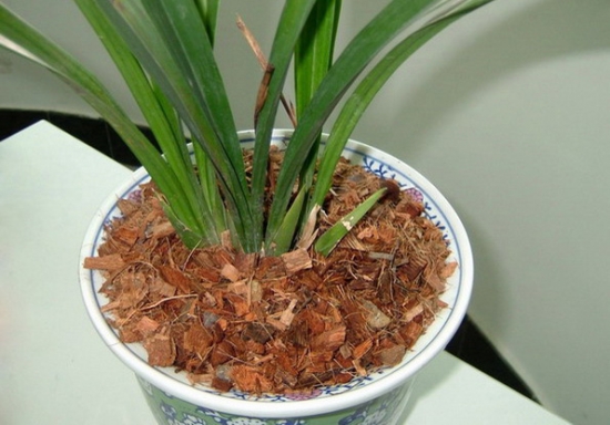 无土养兰 无土养兰