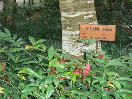 最毒的树 见血封喉 最毒的树 见血封喉