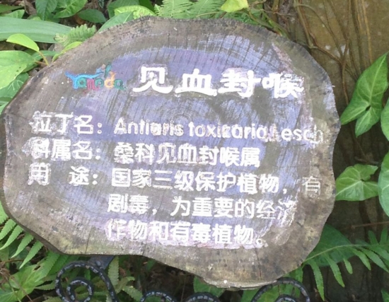 见血封喉 见血封喉