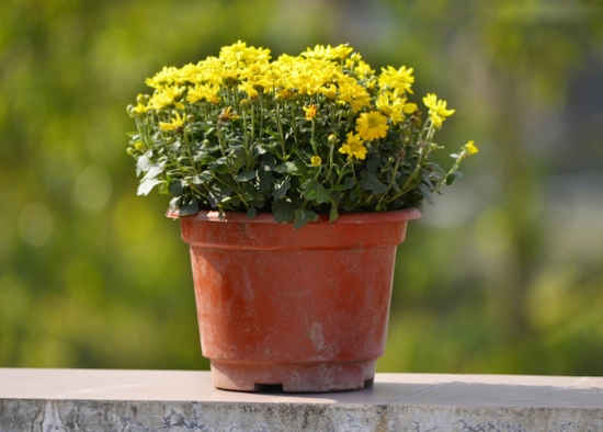 阳台上的菊花 阳台上的菊花