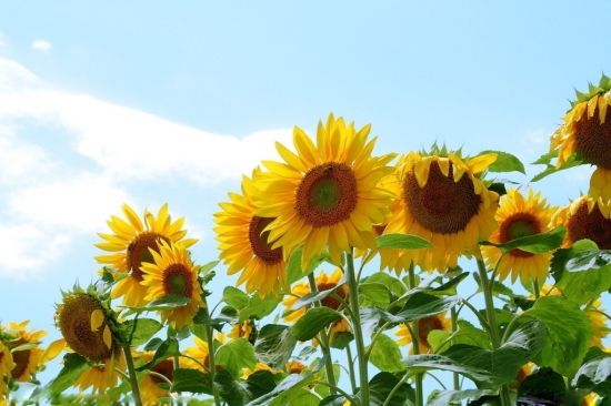朝向光芒的向日葵 朝向光芒的向日葵