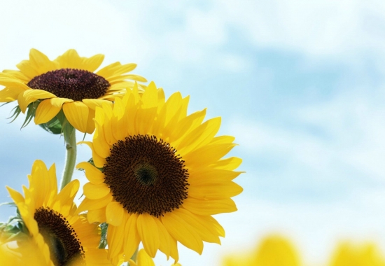 代表这勇气的向日葵 代表这勇气的向日葵