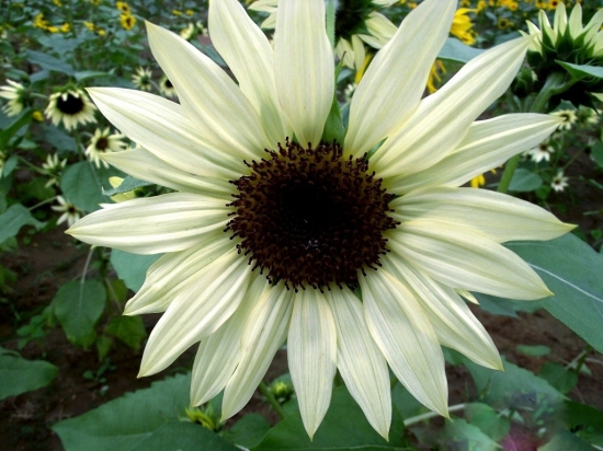 皎白的向日葵 皎白的向日葵