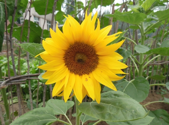 我家种了向日葵 我家种了向日葵