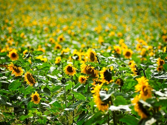 向日葵花海 向日葵花海