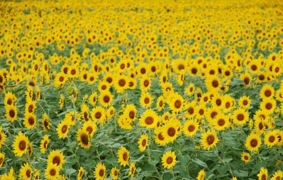 向日葵图片 向日葵图片