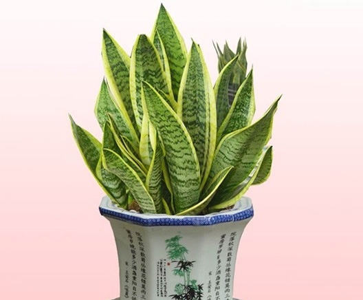 虎尾兰居家盆栽图片 虎尾兰居家盆栽图片