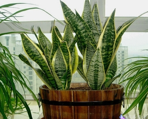 摆放在窗边的虎尾兰图片 摆放在窗边的虎尾兰图片